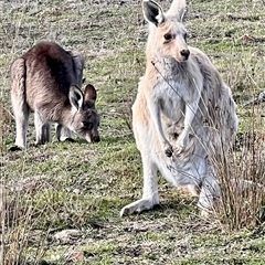 Macropus giganteus (Eastern Grey Kangaroo) at Nicholls, ACT - 31 Jul 2025 by gavinlongmuir