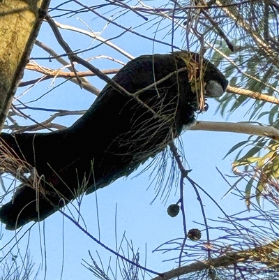 Calyptorhynchus lathami lathami (Glossy Black-Cockatoo) at Bundanoon, NSW - 24 Jul 2025 by GITM1