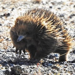 Tachyglossus aculeatus (Short-beaked Echidna) at Tharwa, ACT - 31 Jul 2025 by JohnBundock