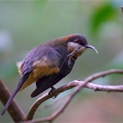 Acanthorhynchus tenuirostris (Eastern Spinebill) at Malua Bay, NSW - 30 Jul 2025 by jb2602