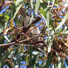 Caligavis chrysops (Yellow-faced Honeyeater) at West Wodonga, VIC - 31 Jul 2025 by KylieWaldon