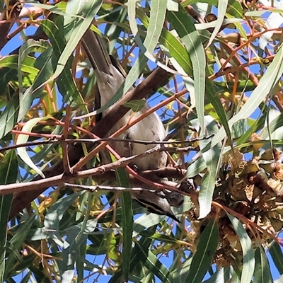 Caligavis chrysops (Yellow-faced Honeyeater) at West Wodonga, VIC - 31 Jul 2025 by KylieWaldon