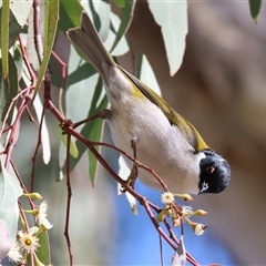 Melithreptus lunatus (White-naped Honeyeater) at West Wodonga, VIC - 31 Jul 2025 by KylieWaldon