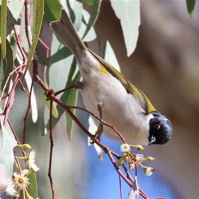 Melithreptus lunatus (White-naped Honeyeater) at West Wodonga, VIC - 31 Jul 2025 by KylieWaldon