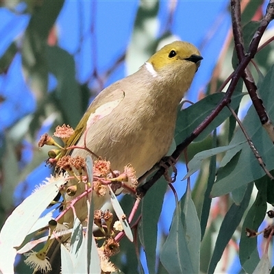 Ptilotula penicillata (White-plumed Honeyeater) at West Wodonga, VIC - 31 Jul 2025 by KylieWaldon