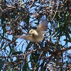 Ptilotula fusca (Fuscous Honeyeater) at West Wodonga, VIC - 31 Jul 2025 by KylieWaldon