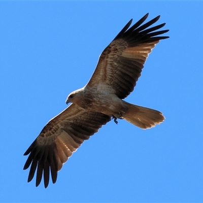 Haliastur sphenurus (Whistling Kite) at West Wodonga, VIC - 31 Jul 2025 by KylieWaldon