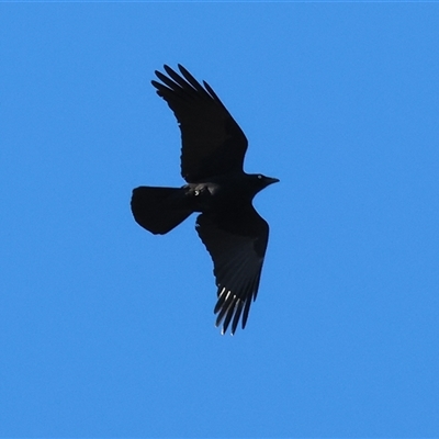 Corvus mellori (Little Raven) at West Wodonga, VIC - 31 Jul 2025 by KylieWaldon