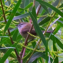 Gerygone mouki (Brown Gerygone) at Malua Bay, NSW - 30 Jul 2025 by jb2602