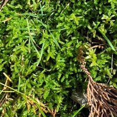 Sphagnum sp. (genus) by GlossyGal
