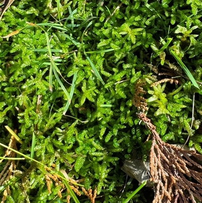 Sphagnum sp. (genus) at  - suppressed by GlossyGal