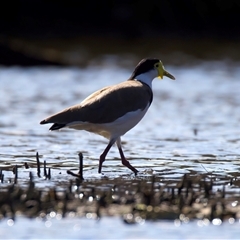 Vanellus miles (Masked Lapwing) at Mogo, NSW - 29 Jul 2025 by jb2602