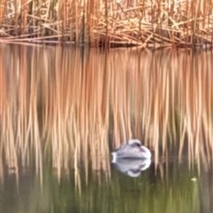 Poliocephalus poliocephalus (Hoary-headed Grebe) at Bundanoon, NSW - 31 Jul 2025 by Penrosian