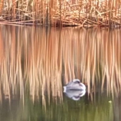 Poliocephalus poliocephalus (Hoary-headed Grebe) at Bundanoon, NSW - 31 Jul 2025 by Penrosian