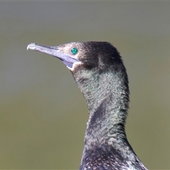 Phalacrocorax sulcirostris (Little Black Cormorant) at Jeremadra, NSW - 29 Jul 2025 by jb2602