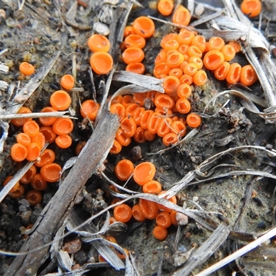 Byssonectria sp. at Kambah, ACT - 31 Jul 2025 by HelenCross