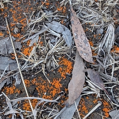 Byssonectria sp. at Kambah, ACT - 31 Jul 2025 by HelenCross