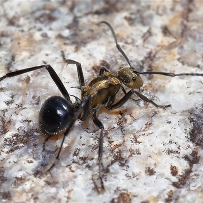 Polyrhachis semiaurata (A golden spiny ant) at Tharwa, ACT - 31 Jul 2025 by TimL
