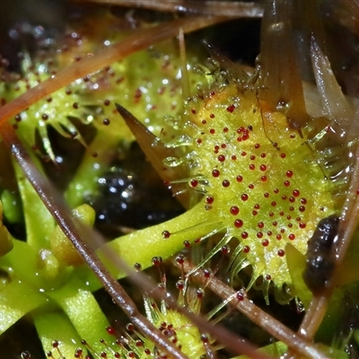 Drosera (genus) (A Sundew) at Tharwa, ACT - 31 Jul 2025 by TimL