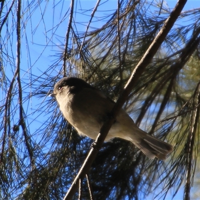 Pachycephala pectoralis (Golden Whistler) at Uriarra Village, ACT - 18 Jul 2025 by Jennybach