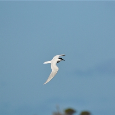 Gelochelidon macrotarsa (Australian Tern) at Hedley, VIC - 23 Jul 2025 by StuartInchley
