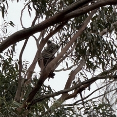 Phascolarctos cinereus (Koala) at Bucketty, NSW - 1 Aug 2025 by MartinPredavec