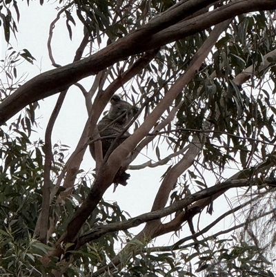 Phascolarctos cinereus (Koala) at Bucketty, NSW - 1 Aug 2025 by MartinPredavec