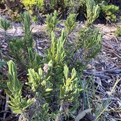 Lavandula stoechas (Spanish Lavender or Topped Lavender) at Hackett, ACT - 31 Jul 2025 by waltraud