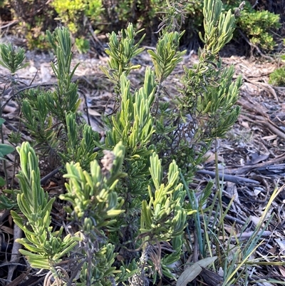 Lavandula stoechas (Spanish Lavender or Topped Lavender) at Hackett, ACT - 31 Jul 2025 by waltraud
