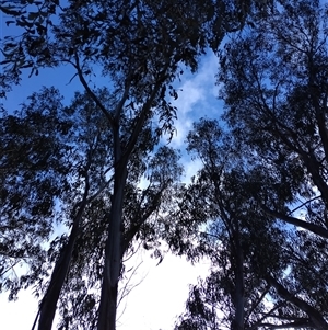 Callocephalon fimbriatum at Mawson, ACT - 1 Aug 2025 by shube