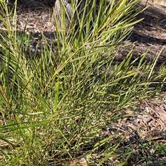 Acacia boormanii (Snowy River Wattle) at Hackett, ACT - 31 Jul 2025 by waltraud