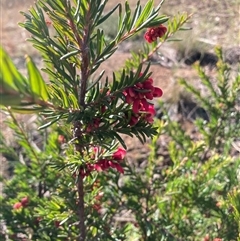 Grevillea (genus) (Grevillea) at Hackett, ACT - 31 Jul 2025 by waltraud