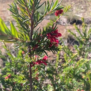 Grevillea (genus) at Hackett, ACT - 31 Jul 2025 11:07 AM