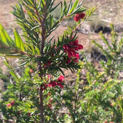 Grevillea (genus) (Grevillea) at Hackett, ACT - 31 Jul 2025 by waltraud