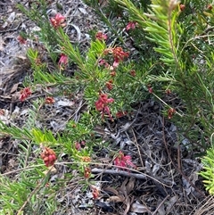 Grevillea (genus) at Hackett, ACT - 31 Jul 2025 11:07 AM