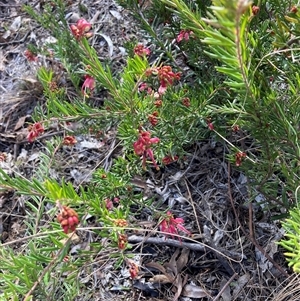 Grevillea (genus) at Hackett, ACT - 31 Jul 2025 11:07 AM