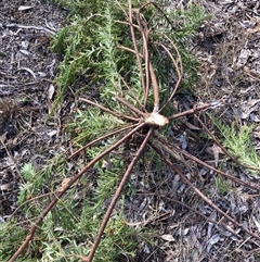 Grevillea (genus) at Hackett, ACT - 31 Jul 2025 11:07 AM