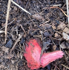 Grevillea (genus) at Hackett, ACT - 31 Jul 2025 11:07 AM