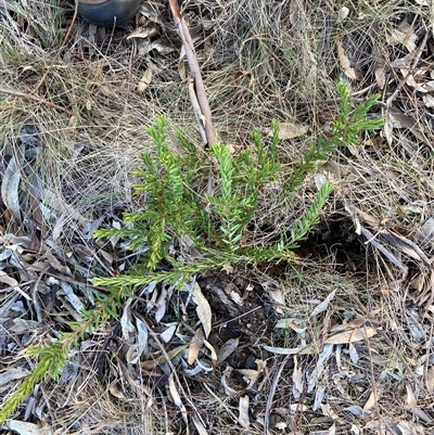 Grevillea (genus) (Grevillea) at Hackett, ACT - 31 Jul 2025 by waltraud