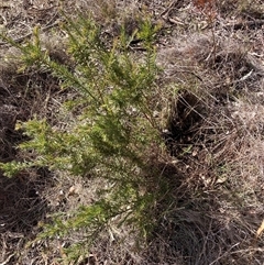 Grevillea (genus) (Grevillea) at Hackett, ACT - 31 Jul 2025 by waltraud