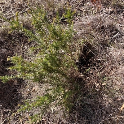 Grevillea (genus) (Grevillea) at Hackett, ACT - 31 Jul 2025 by waltraud