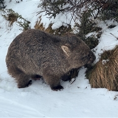 Vombatus ursinus (Bare-nosed Wombat, Common wombat) at Guthega, NSW - 26 Jul 2025 by LilyAdams