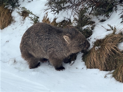 Vombatus ursinus (Bare-nosed Wombat, Common wombat) at Guthega, NSW - 26 Jul 2025 by LilyAdams