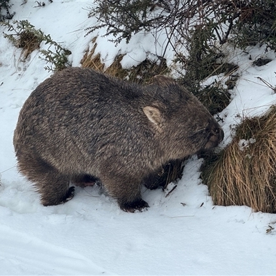 Vombatus ursinus (Bare-nosed Wombat, Common wombat) at Guthega, NSW - 26 Jul 2025 by LilyAdams