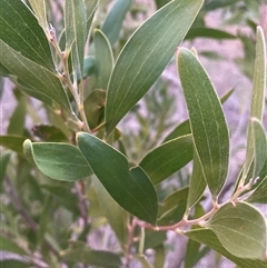 Acacia melanoxylon (Blackwood) at Hackett, ACT - 31 Jul 2025 by waltraud