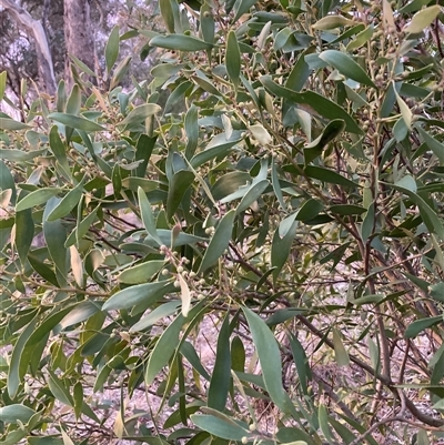 Acacia melanoxylon (Blackwood) at Hackett, ACT - 31 Jul 2025 by waltraud