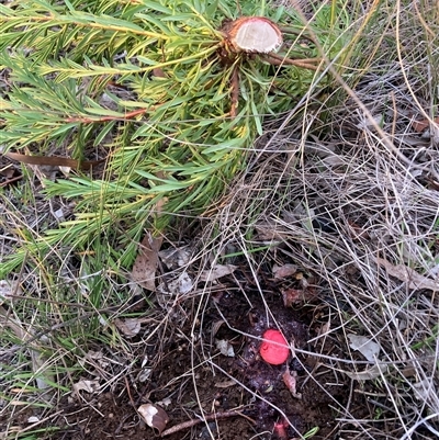 Grevillea (genus) (Grevillea) at Hackett, ACT - 31 Jul 2025 by waltraud