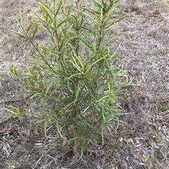 Hakea salicifolia at Hackett, ACT - 31 Jul 2025 by waltraud