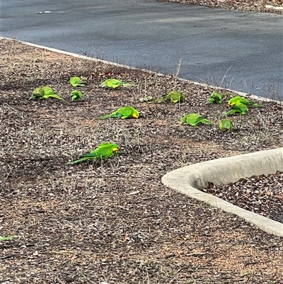 Polytelis swainsonii (Superb Parrot) at Amaroo, ACT - 29 Jul 2025 by Timberpaddock