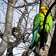 Polytelis swainsonii (Superb Parrot) at Amaroo, ACT - 29 Jul 2025 by Timberpaddock